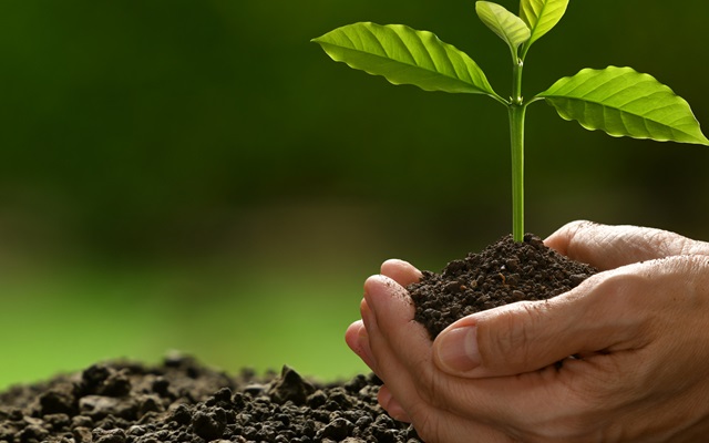 Planting Trees